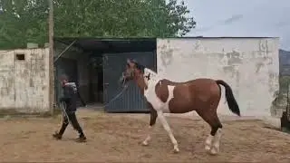 Spectacular rising 3 Coloured Colt