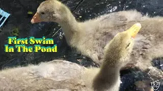 Goslings React To Pond - First Swim (Baby Pilgrim Geese)