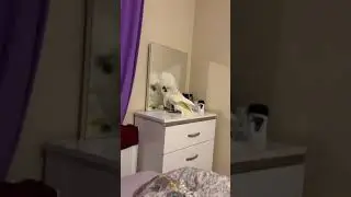 Funny Cockatoo Mirror Attack
