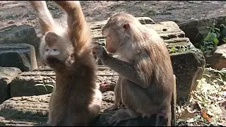 Gorgeous monkey daily activity - How cute are they - Wildlife Video