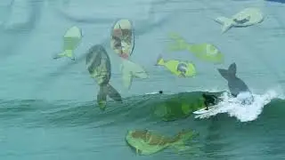 Share Wax - A short surf film by Daisy Kyla Wood