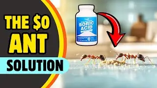 #1 Natural Remedy to Get Rid of Ants in the Kitchen Instantly