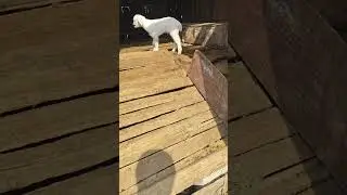 He is so cute #goat #goatsfaming #cuteanimal #cutefarmanimal #babygoatlove #cutegoat #cute#cute
