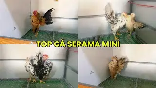Top Gà Serama Mini Mới 27/12 - Vàng PG, Ô Bông, Bông BZ 