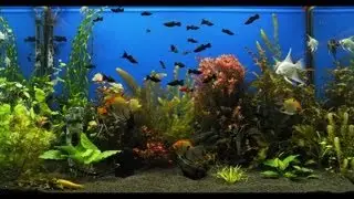 Tropical Fish Store St. George Las Vegas Cedar Pet Supply