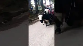 Manali yak🐂#Manali 🐂yak🐂#viral#shortviral #video &hearts;️