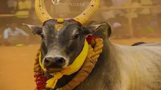 Jallikattu & Rekla Race Photography | V3 Photography | JJ Viscomers