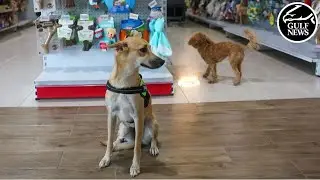 UAE&rsquo;s pet industry thrives as residents splurge on &lsquo;fur babies&rsquo;