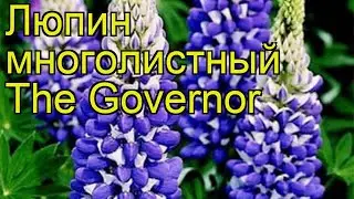 Люпин многолистный Говернер. Краткий обзор lupinus polyphyllus russell hybrids The Governor