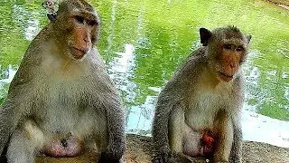 Sad! How to give medicine poor Donkey? | Unbelievable pity Donkey doesn't far a way from King Kong|