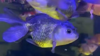 Aquarium ikan koki 🥶🥶