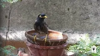 Wildlife - Birds - Bird Behavior- An intelligent Myna Judged Depth &Temperature of water