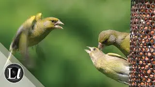 Wildlife Disease and Biodiversity &ndash; What is the Impact? | Becki Lawson