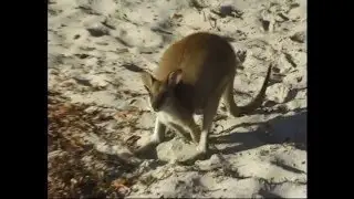 Agile or Sandy Wallabies on Stradbroke Island : 2