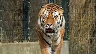 International Tiger Day celebrated on July 29 - On this day in history