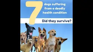 7 dogs, deadly heath condition, did they survive?