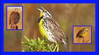 Eastern Meadowlark Singing, Calling, Sounds, Melody - Pradero Oriental Cantando - Sturnella Magna