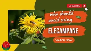 Unveiling the Enchanting World of Elecampane: A Dive into History, Benefits, and Versatile Uses.