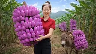 Harvesting 1000+KG Giant Purple BANANA Garden To Sell At the Market-Village life