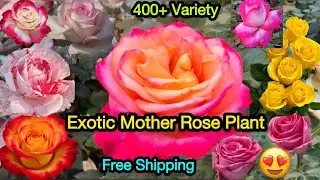 Exotic Mother Plants First Video😍Best Quality Rose Plants For Sale❤️Free Gifts🎁WhatsApp- 8250221446