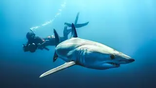 Mako Sharks: the fastest of all sharks (Cabo San Lucas, Baja California, Mexico)