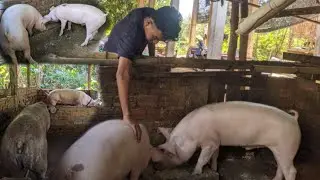 Daily Care for Healthy Pigs - real Life Pig Farm