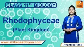 Rhodophyceae | Plant Kingdom | CBSE Class 11 Biology