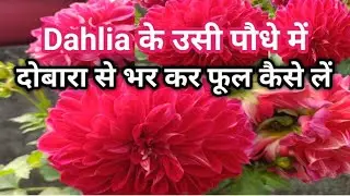 Dahlia में फूल लेने के बाद दोबारा उसी पौधे में फूल कैसे लेते हैं?Dahlia Growing Tips||