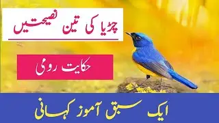 Bird and Hunter | Urdu Moral Story| ایک چڑیا کی تین نصیحتیں| اردو کی کہانی @NoorHubXYZ