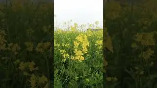 #love #nature #❤️❤️