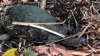 Eastern snake necked turtle. Master of stealth #turtle #turtles #theponds #australia #sydney #nsw 
