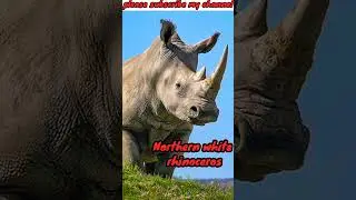 Top 10 deadliest animals in the world@dangerous animals