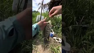 Pesca de guapote tigre o manchado #pesca #fishing #fish