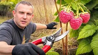 Малина Геракл (Обрезка малины весной)