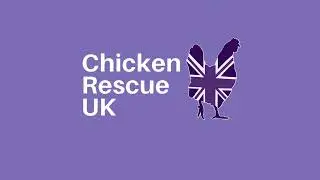 Welcome to The New Dawn of Chicken Rescuing & Rehoming | Chicken Rescue UK