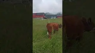 Nytt flytt regenerativt m&aring;lrettet beite - New move regenerative amp grazing