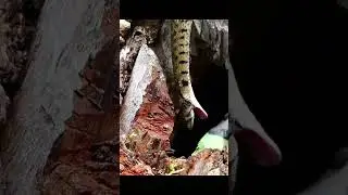 A snake try to attack parrot