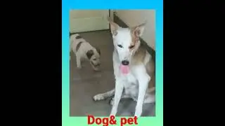 dog&pet
