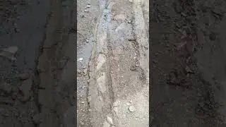 Footprints in the mud (2022-03-19)