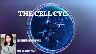 The Incredible Journey of One Cell Becoming Two/ Cell Cycle