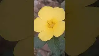 honey collecting bee  from a flower .@kgcpl 2025