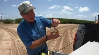 When to Stop Watering Corn