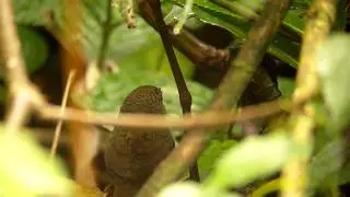 SDC10563.MP4