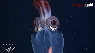 Eerie critters from the deep sea: SPOOKY EYES