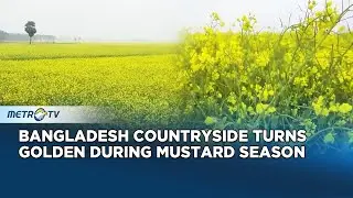 Bangladesh Mustard Fields Bloom Bright Yellow Across Jhenaidah