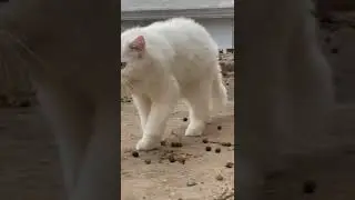 Funny and Cute Cats #shorts #viral #shortsvideos woodworking art skills