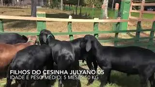 Rebanho do Cesinha