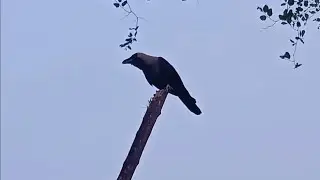 Crow Calls (2024)- Crow Calling to Attract Other Crows for Help SoundsYou Will Hear
