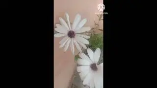 dimorphotheca flower | dimorphotheca flower plant #flowerplant #plant #shortsvideo #shorts