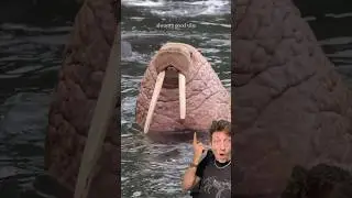 Морж &mdash; это МОНСТР